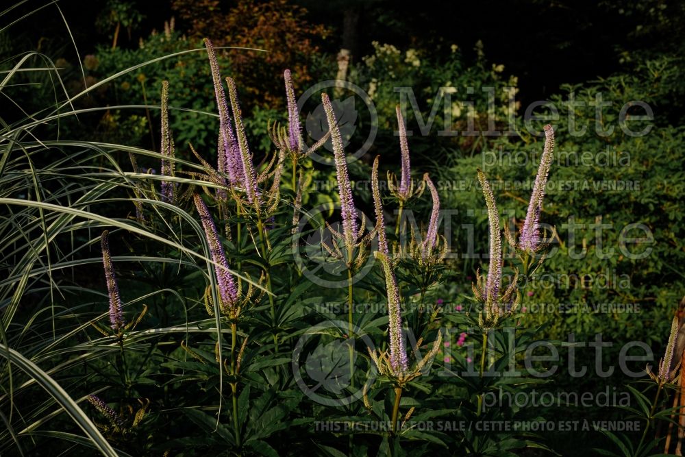 Veronicastrum Red Arrows (Culver's Root) 1 