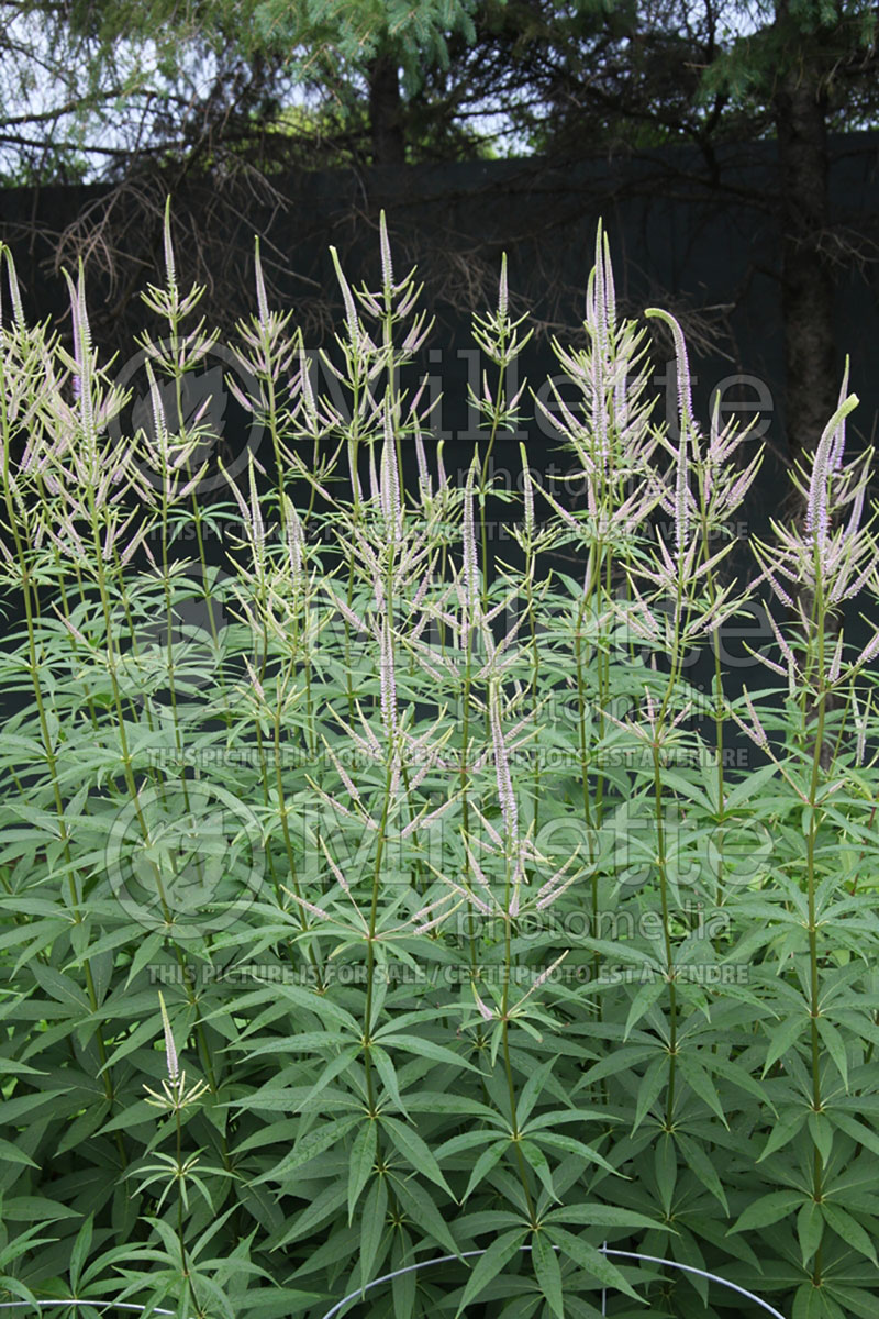 Veronicastrum Fascination (Culver's Root) 1 