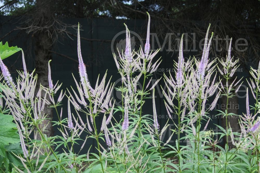 Veronicastrum Fascination (Culver's Root) 9 