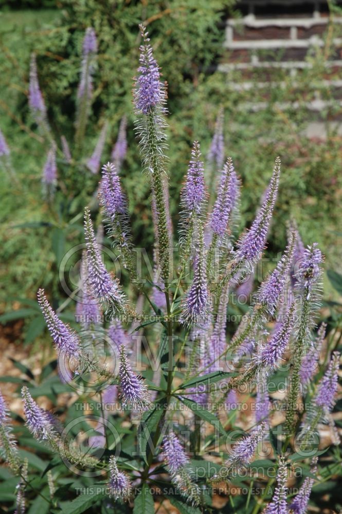 Veronicastrum Fascination (Culver's Root) 3 