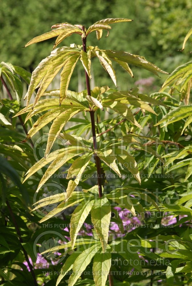 Veronicastrum virginicum (Culver's Root)  2