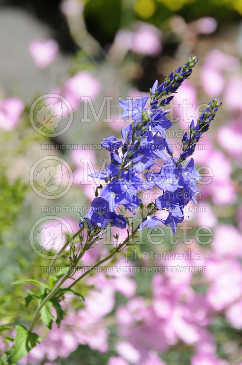 Veronica Royal Blue (Spike Speedwell) 1 