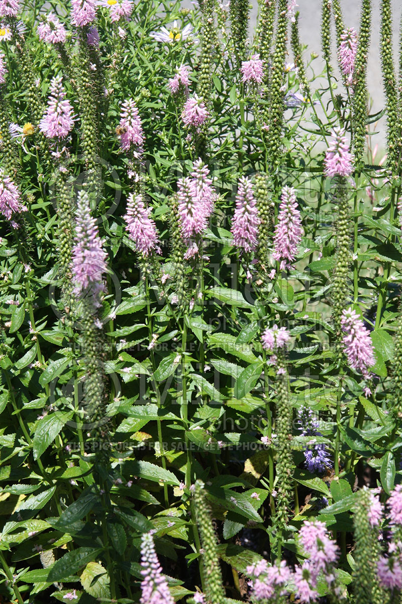 Veronica Total Eclipse (Speedwell) 1