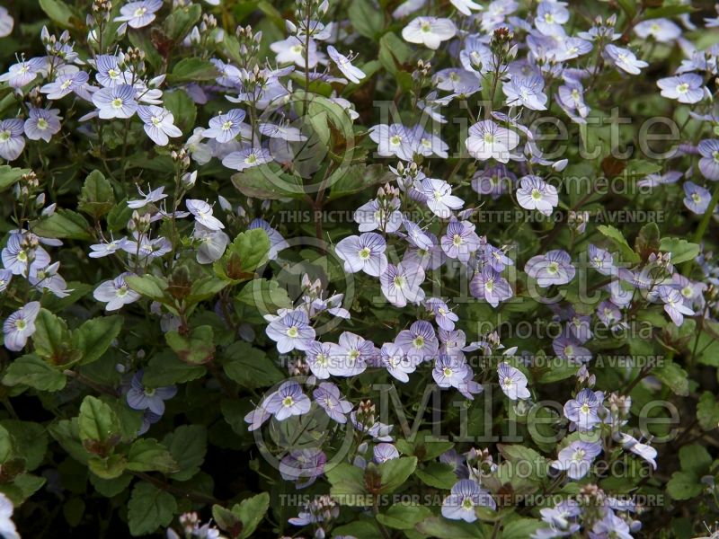 Veronica Waterperry Blue (Speedwell) 1