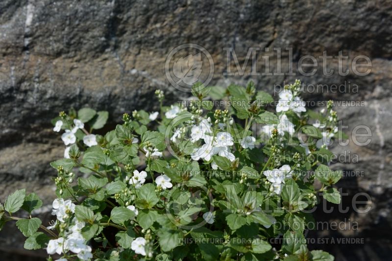 Veronica Whitewater (Spike Speedwell) 1 