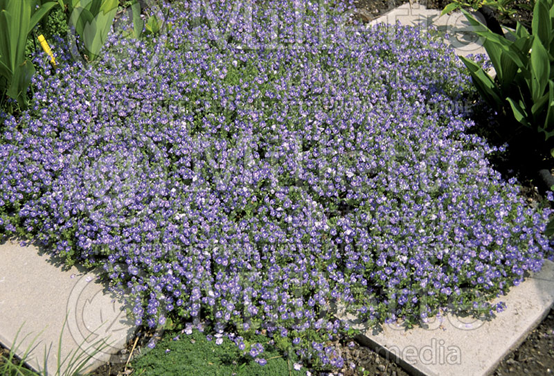 Veronica whitleyi (Speedwell) 2