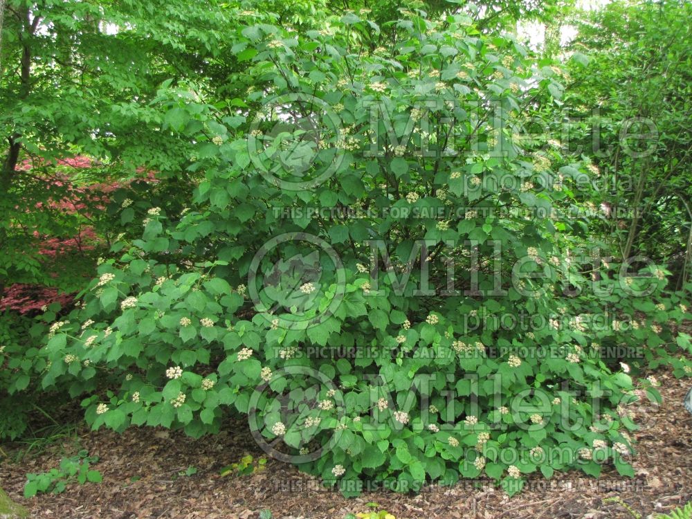 Viburnum acerifolium (Mapleleaf viburnum) 2
