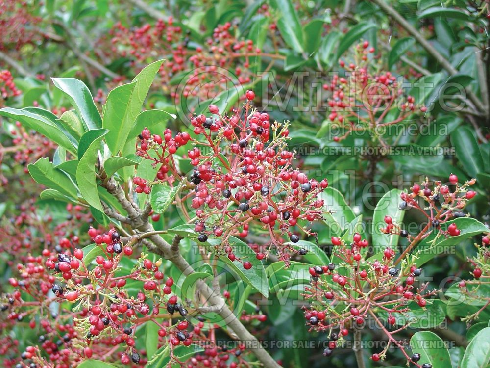 Viburnum Chindo (cranberry bush) 3