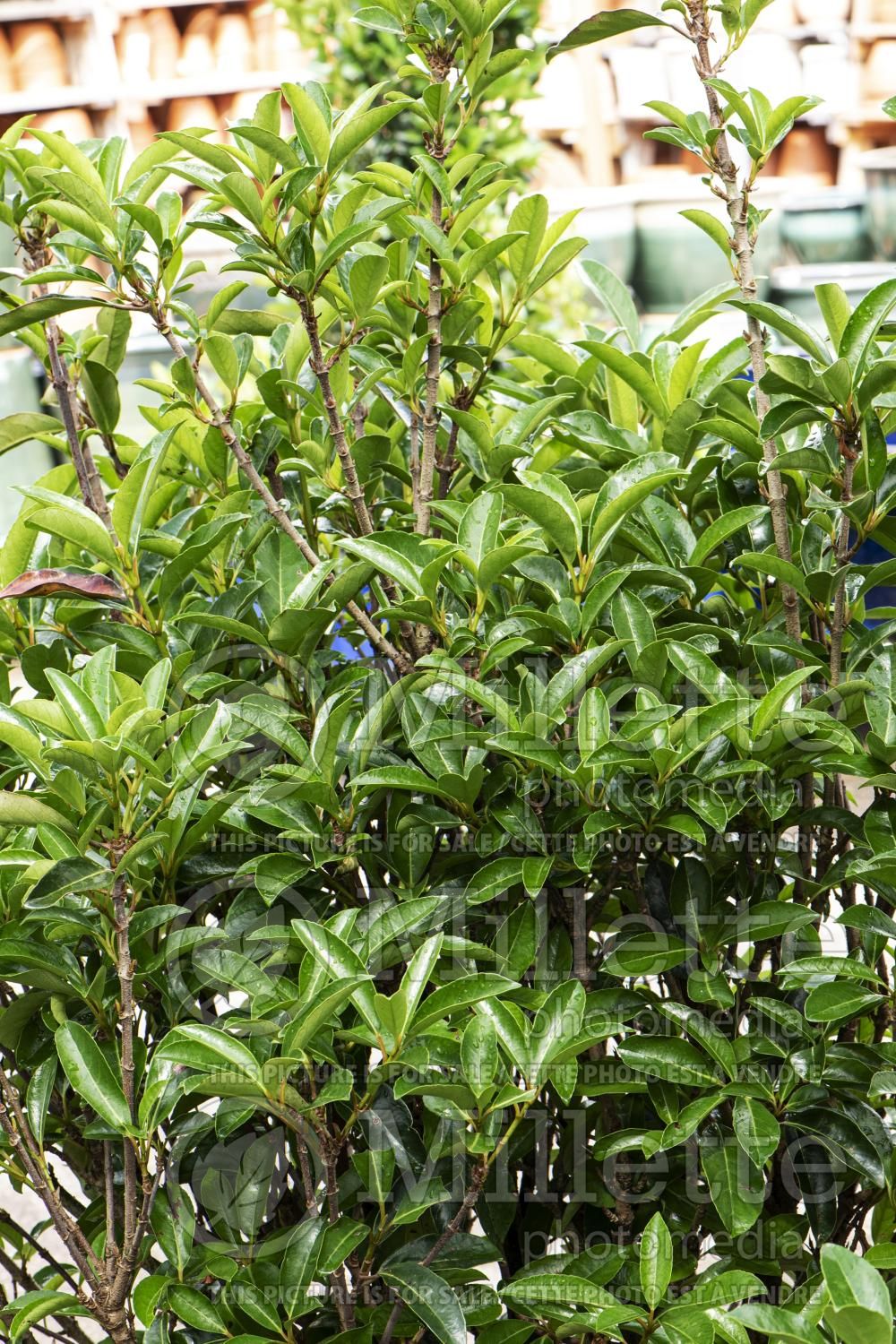 Viburnum Chindo (cranberry bush) 2