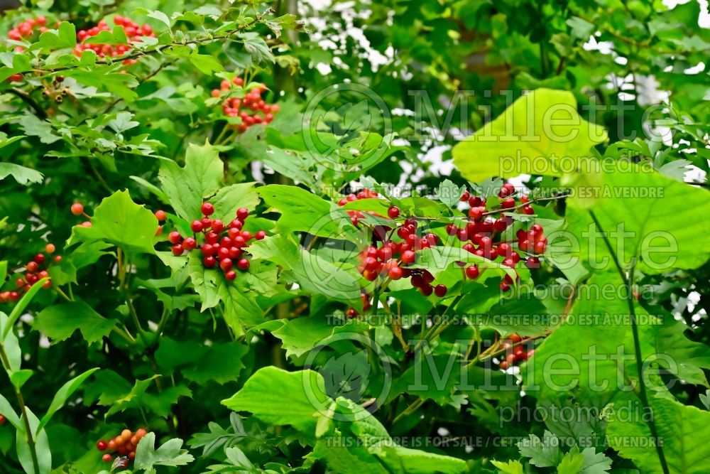 Viburnum opulus (European cranberry bush) 3 