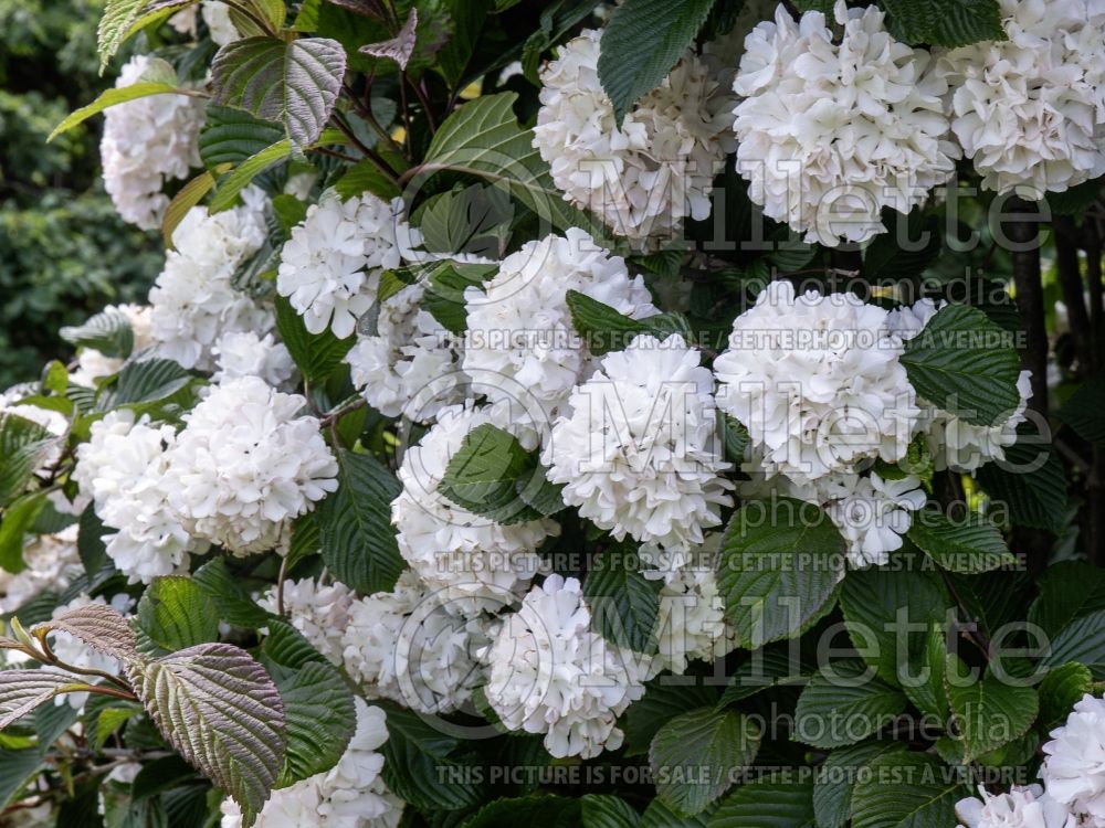 Viburnum Mary Milton (Snowball Viburnum - viorne) 4