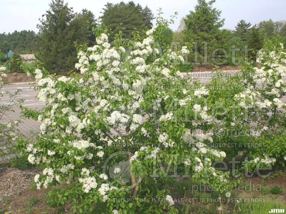 Viburnum prunifolium (blackhaw viburnum) 5  