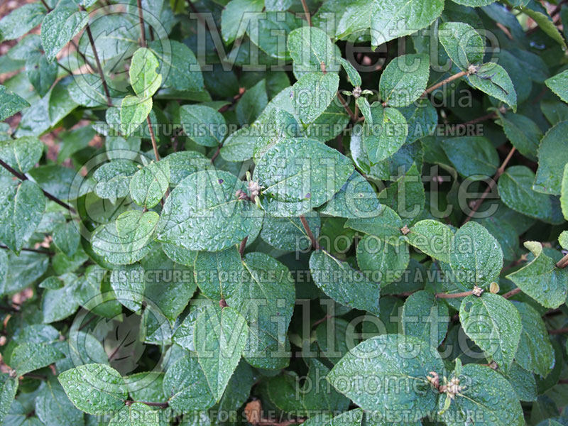 Viburnum American Spice or Duvone (Burkwood Viburnum) 1 