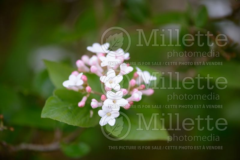 Viburnum Anne Russell (Burkwood Viburnum) 2 