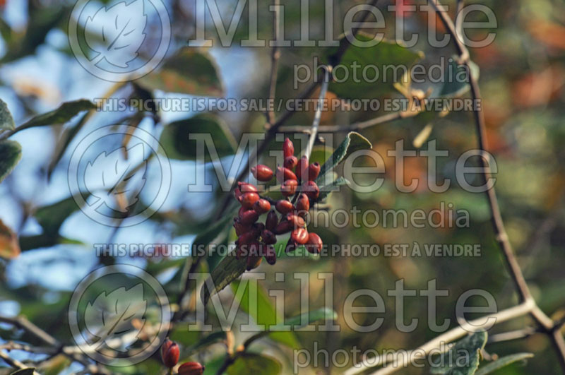 Viburnum Chenaultii (Burkwood Viburnum) 1 