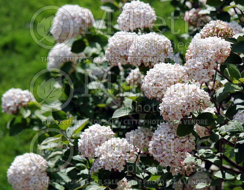 Viburnum carlcephalum (Fragrant Snowball)  1