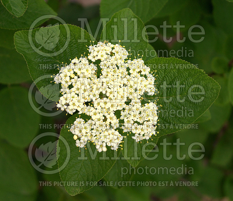 Viburnum carlesii (Korean spice viburnum) 1