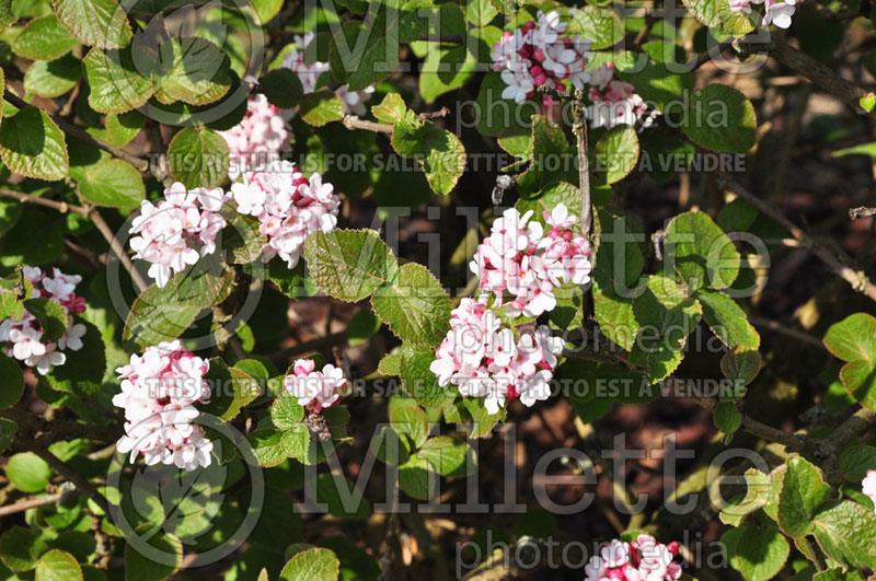 Viburnum Diane or Diana (Koreanspice) 2  