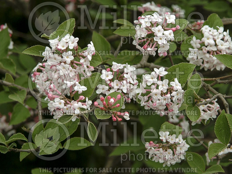 Viburnum Juddii (Viburnum) 5  