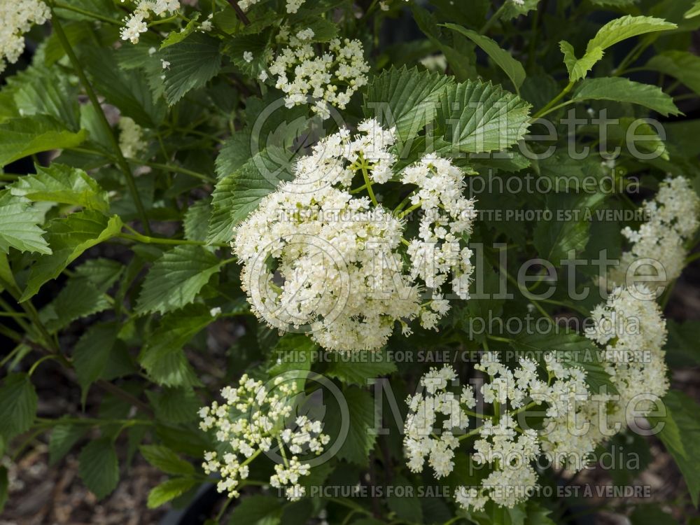 Viburnum Autumn Jazz ou Ralph Senior (Viburnum) 4 