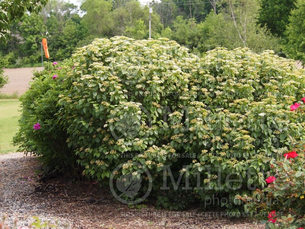 Viburnum Autumn Jazz ou Ralph Senior (Viburnum) 3 