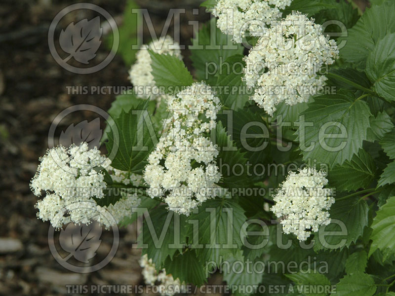 Viburnum Blue Muffin or Christom (Arrowwood) 5