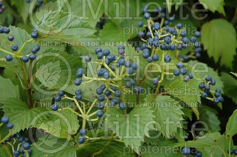 Viburnum Blue Muffin or Christom (Arrowwood) 1