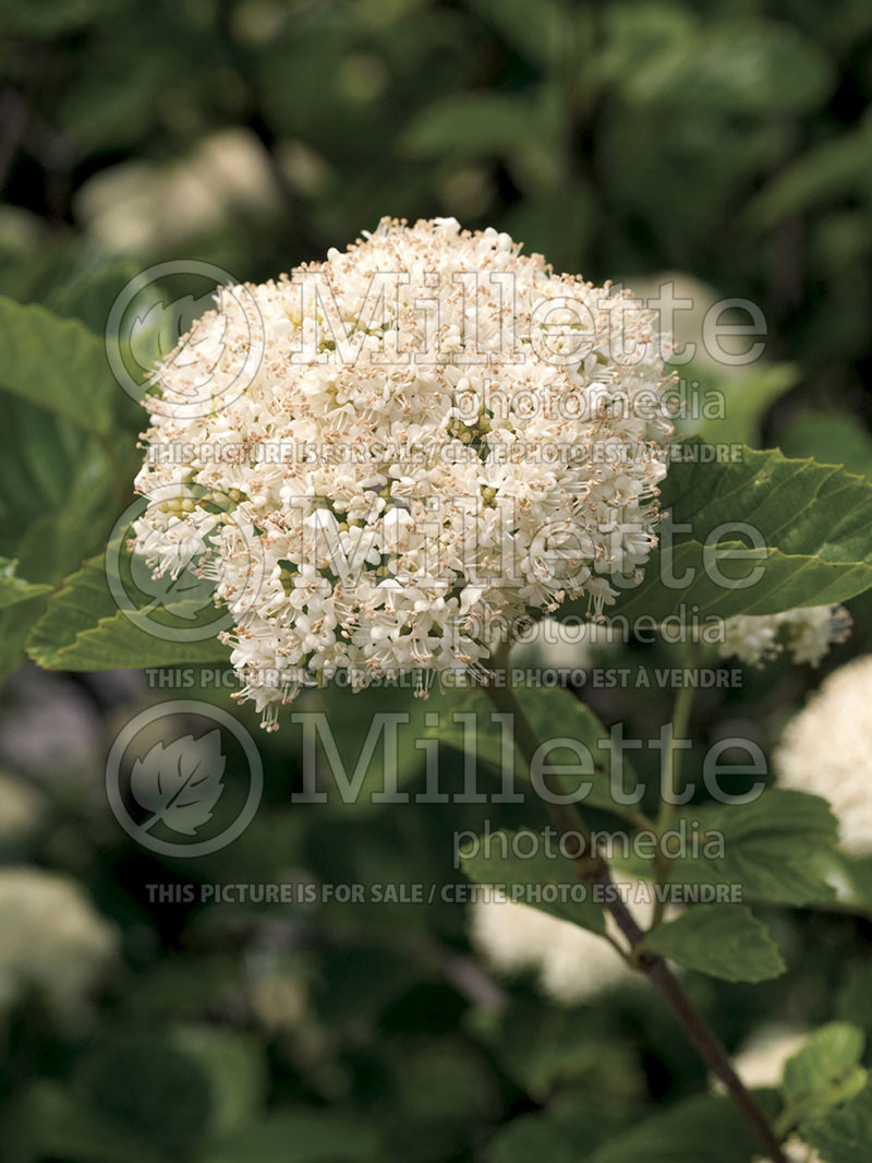 Viburnum Chicago Lustre (Arrowwood) 1