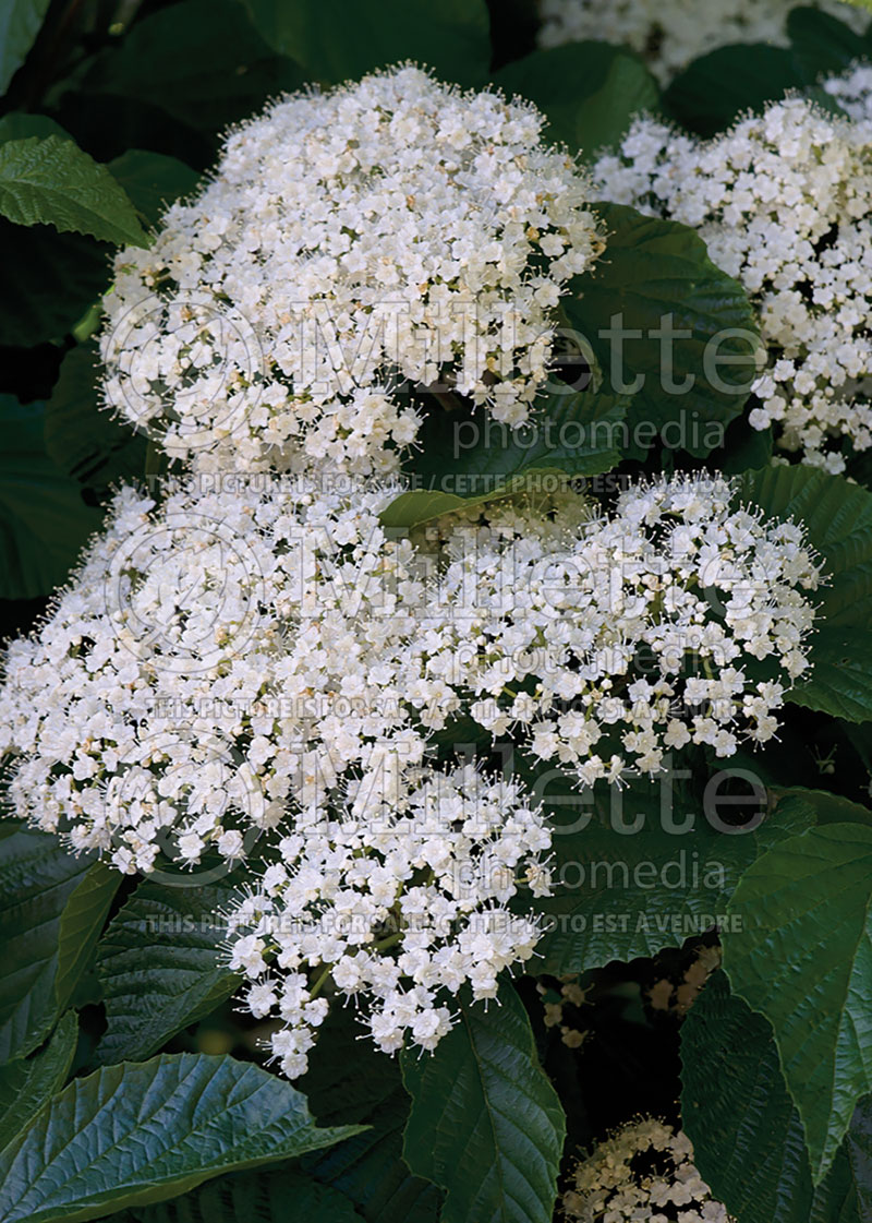 Viburnum Cardinal Candy ou Henneke (Arrowwood) 1