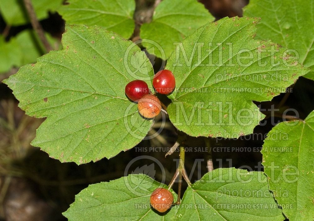 Viburnum edule (Cranberry, Moosewood Viburnum, Squashberry) 2