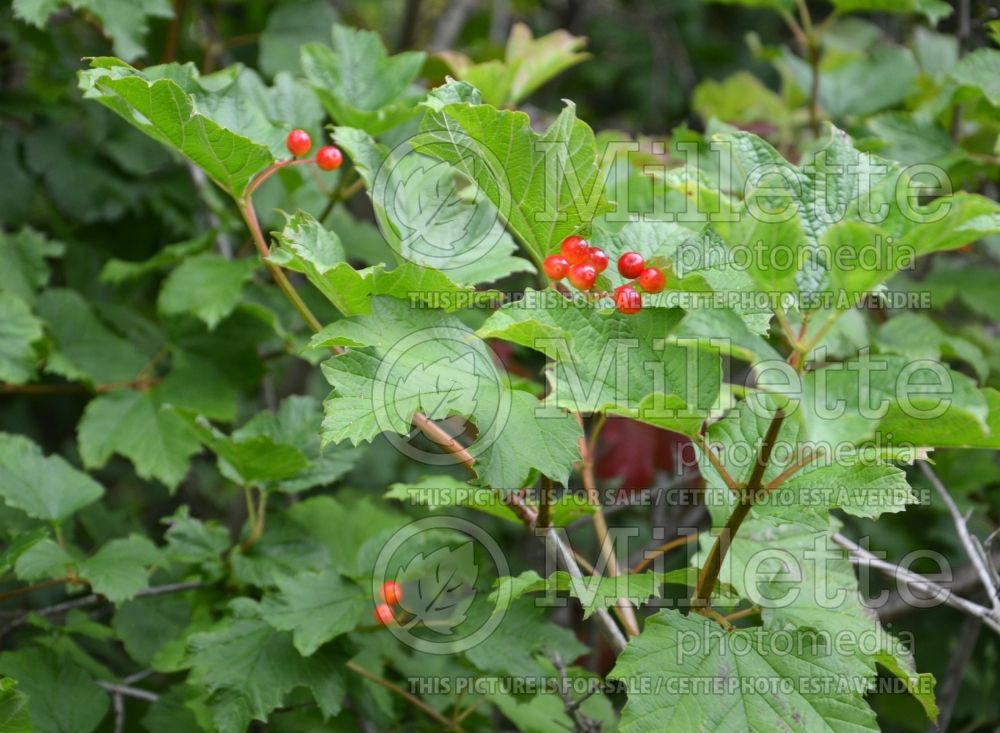 Viburnum edule (Cranberry, Moosewood Viburnum, Squashberry) 1