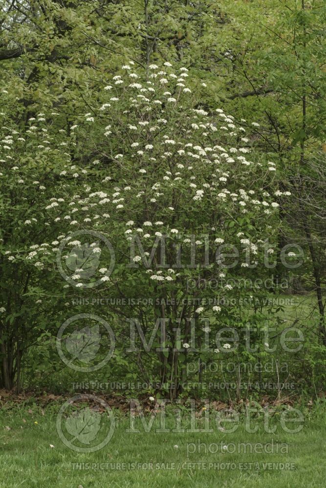 Viburnum lantana (common wayfaring tree cotton tree - viorne) 17
