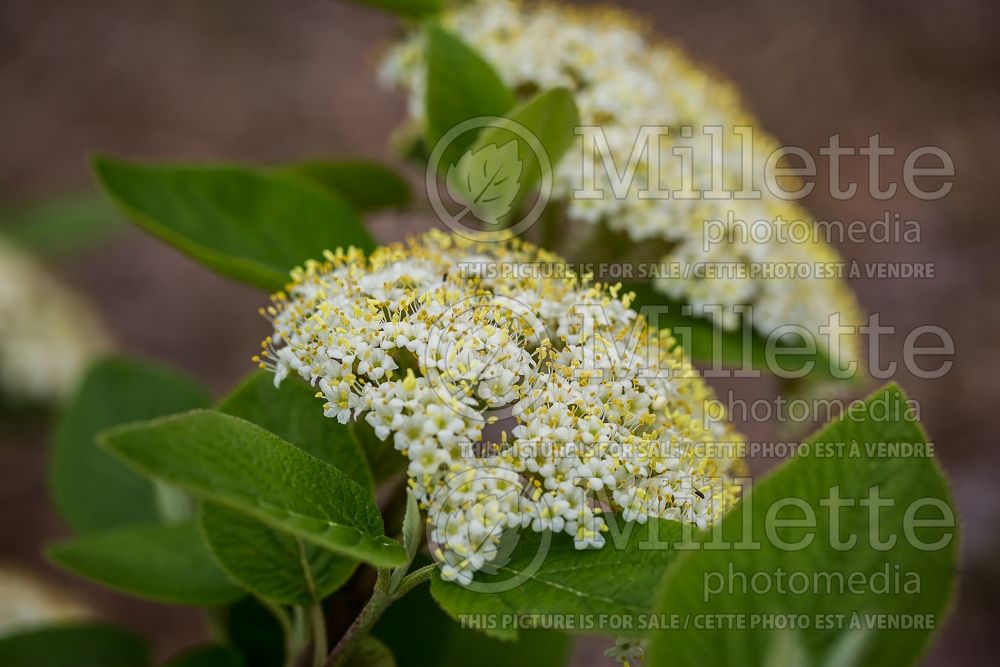 Viburnum lantana (common wayfaring tree cotton tree - viorne) 4 