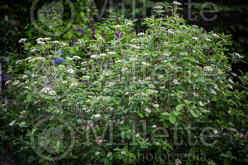 Viburnum lantana (common wayfaring tree cotton tree - viorne) 1 