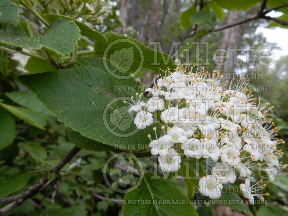 Viburnum lantana (common wayfaring tree cotton tree - viorne) 7 