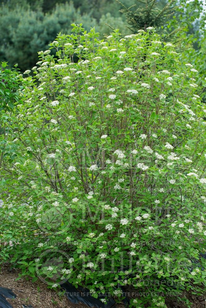 Viburnum lantana (common wayfaring tree cotton tree - viorne) 15