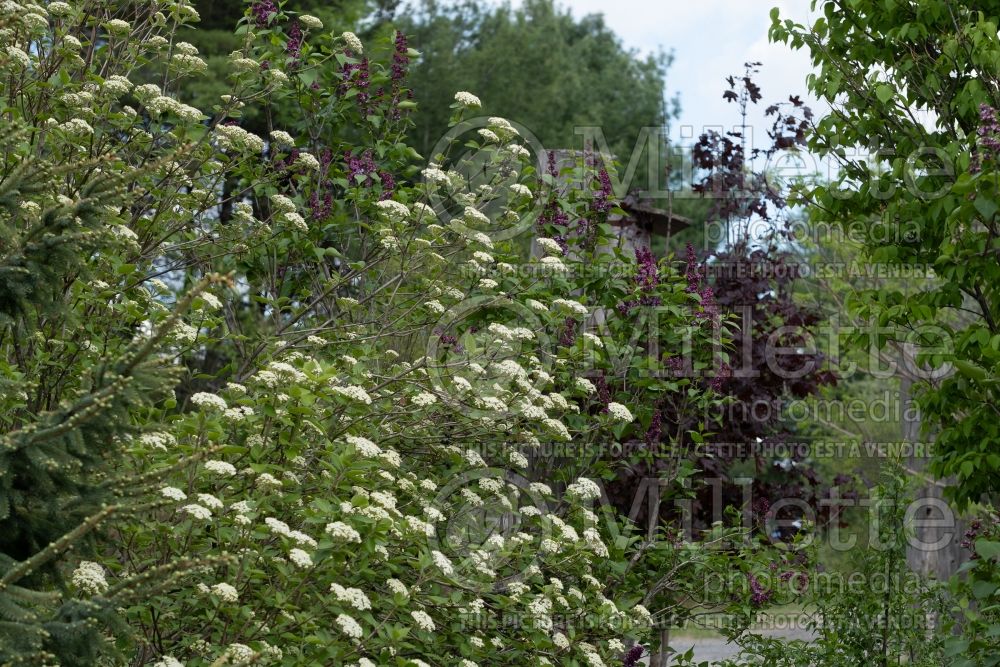 Viburnum lantana (common wayfaring tree cotton tree - viorne) 12