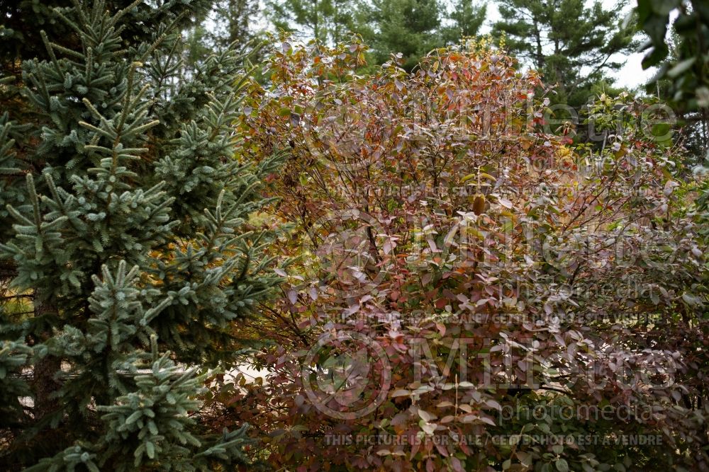 Viburnum lantana (common wayfaring tree cotton tree - viorne) 11