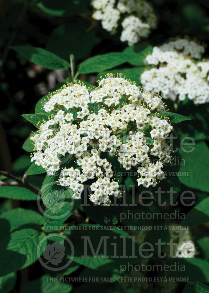 Viburnum lantana (common wayfaring tree cotton tree - viorne) 10