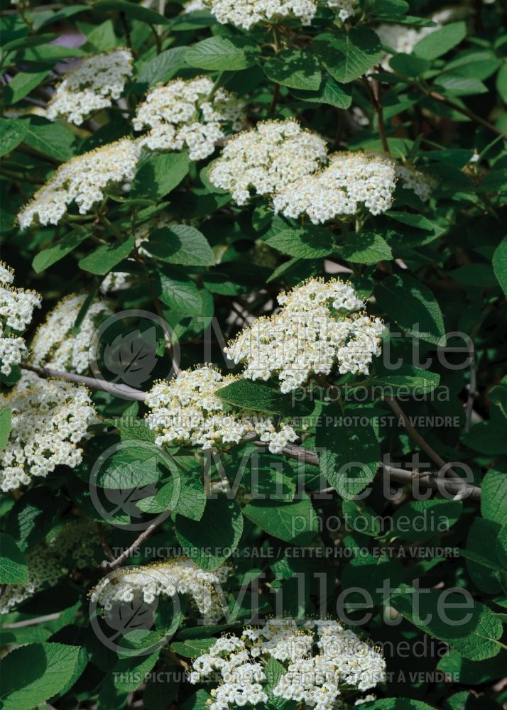 Viburnum lantana (common wayfaring tree cotton tree - viorne) 9