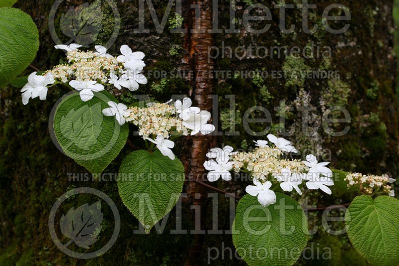 Viburnum lantanoides (Mooseberry)  1