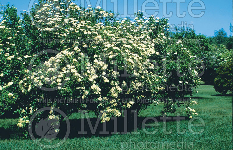 Viburnum lentago (Nannyberry, Sheepberry, or Sweet Viburnum) 1 