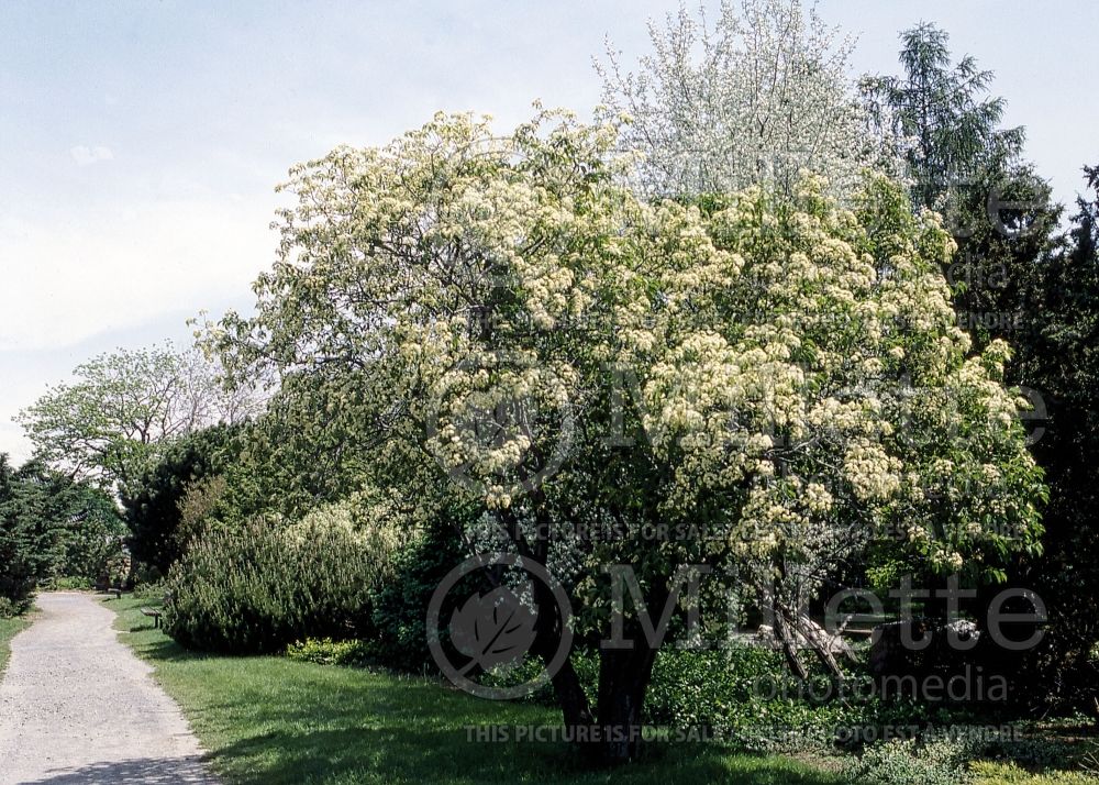 Viburnum lentago (Nannyberry, Sheepberry, or Sweet Viburnum) 7 