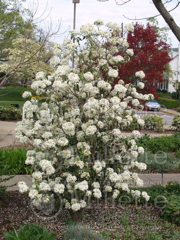 Viburnum Nantucket (Burkwood Viburnum) 1 