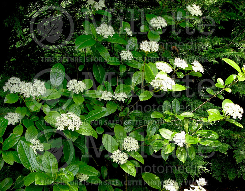 Viburnum Winterthur (Viburnum) 5 