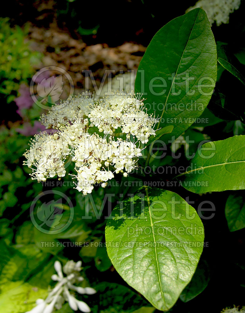 Viburnum Winterthur (Viburnum) 6 