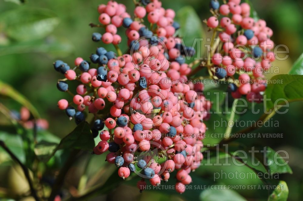 Viburnum Winterthur (Viburnum) 7 