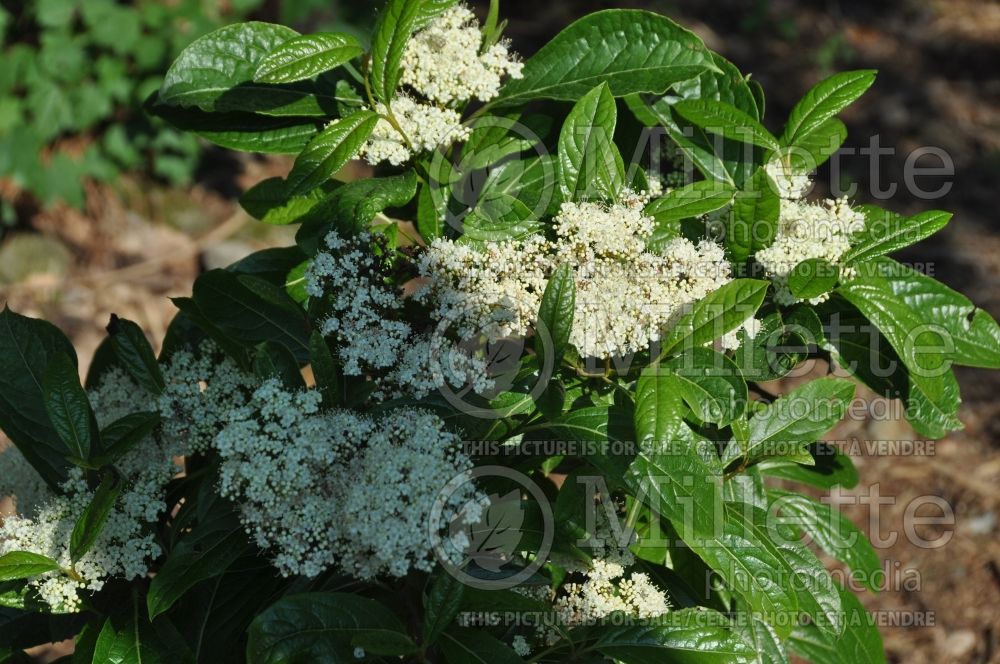 Viburnum Winterthur (Viburnum) 9 