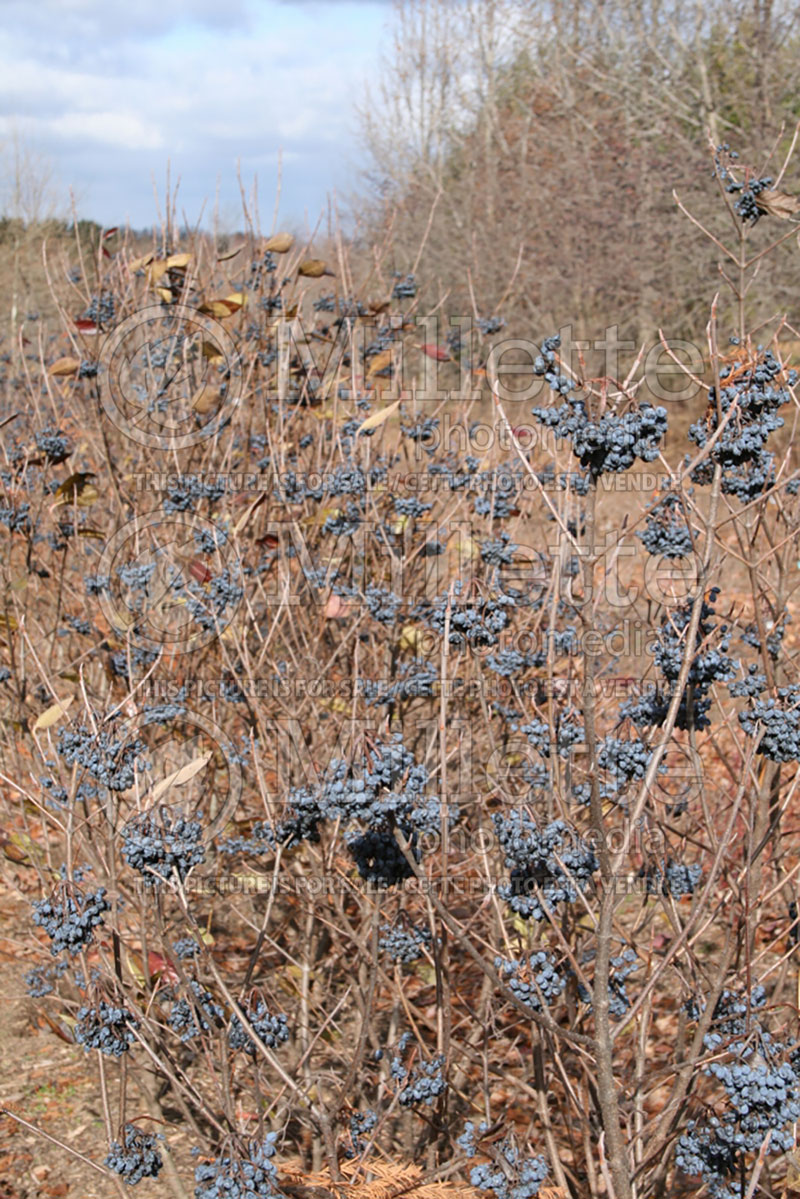 Viburnum Winterthur (Viburnum) 2 