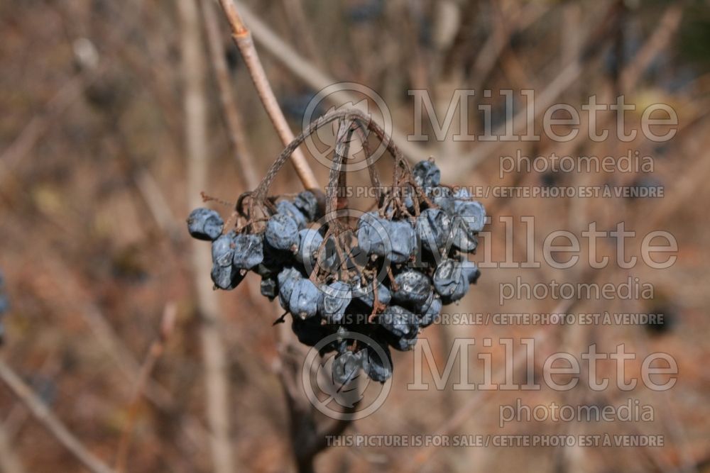 Viburnum Winterthur (Viburnum) 3 